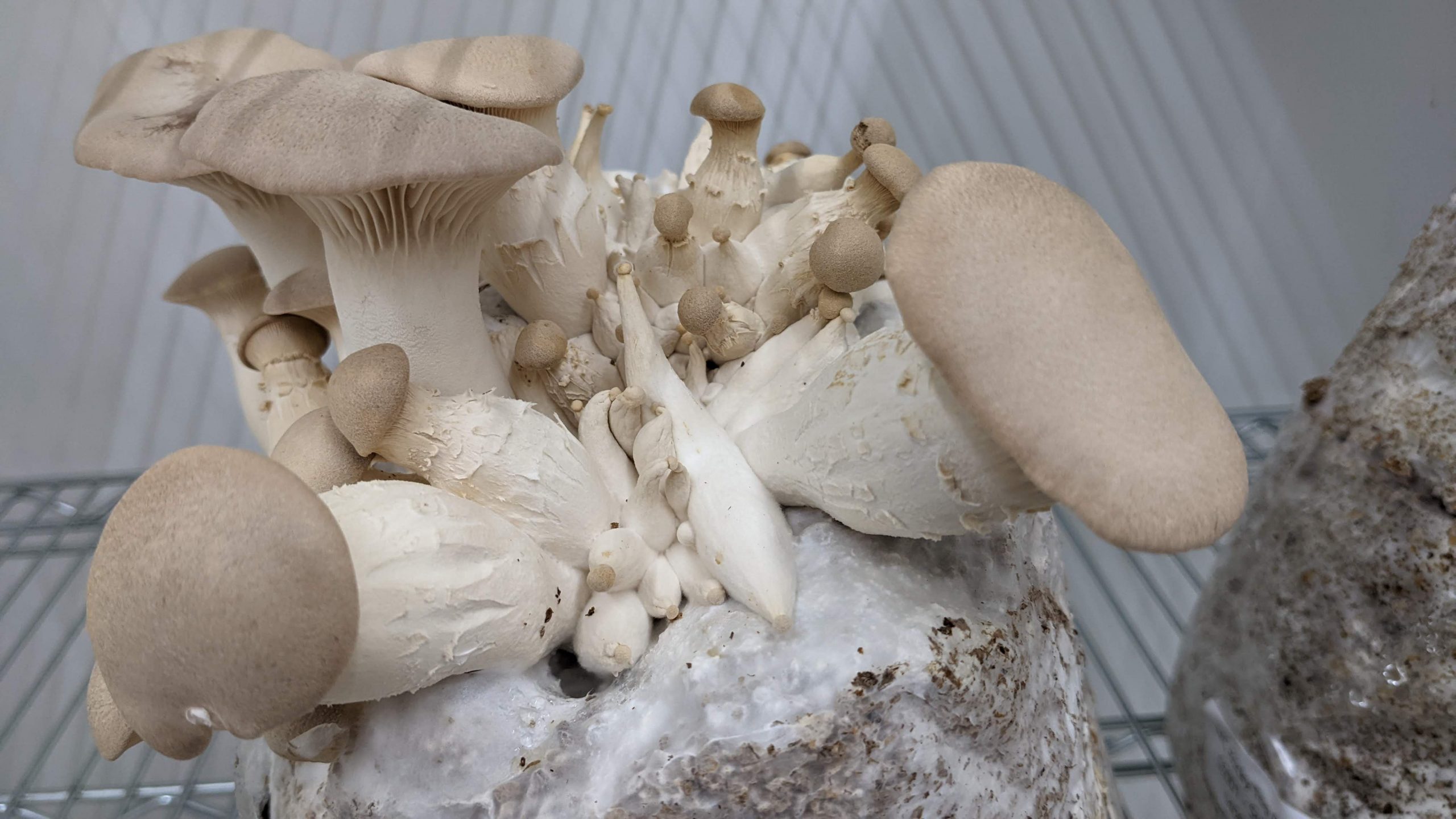 King Oyster Mushrooms Oyster Bay Mushrooms