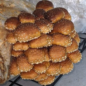 Group of Chestnut mushrooms