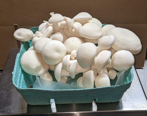 Group of White Beach Mushrooms in a green basket.